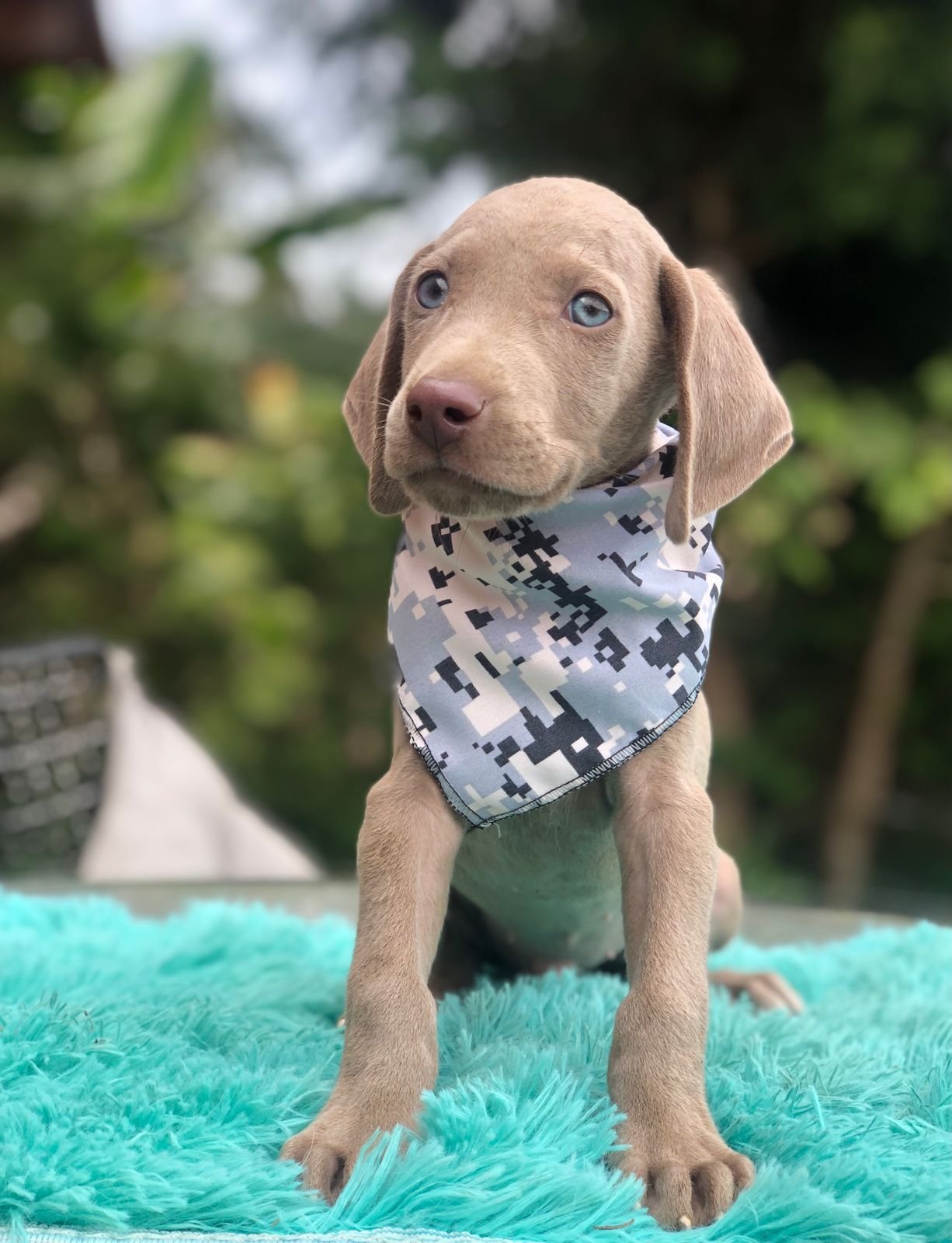 Venta Weimaraner Pereira - Venta de Cachorros