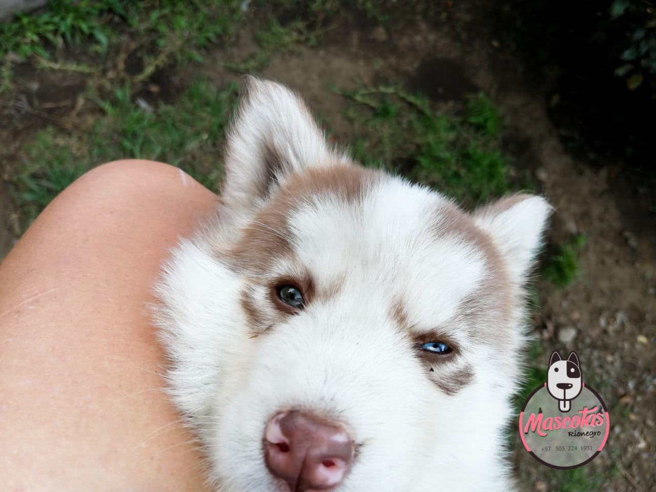 Criadero de Perros Lobo Husky Siberiano Venta de Cachorros