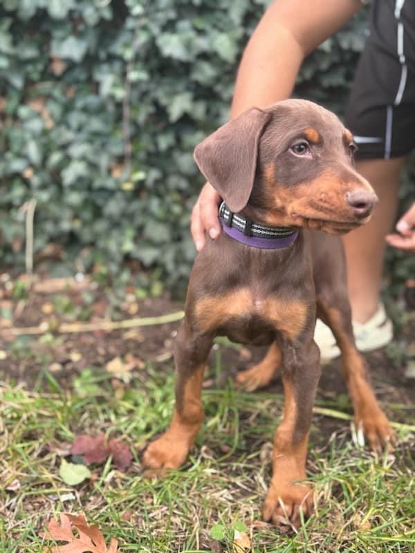 criadero doberman