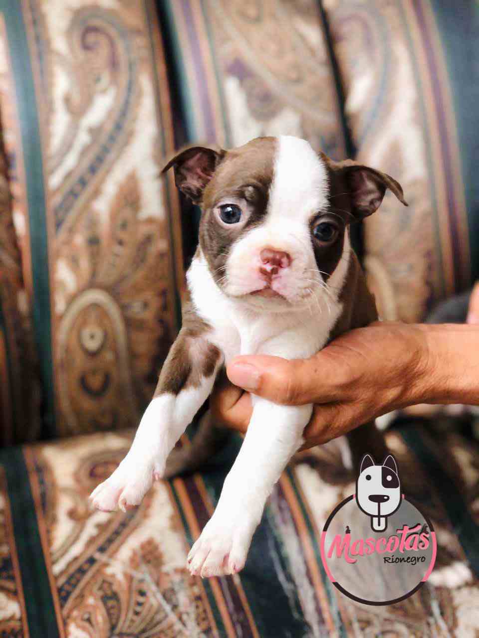 Criadero de Perros Boston Terrier Venta de Cachorros