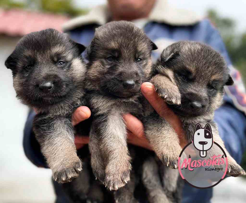 Criadero de Perros Pastor Aleman Venta de Cachorros