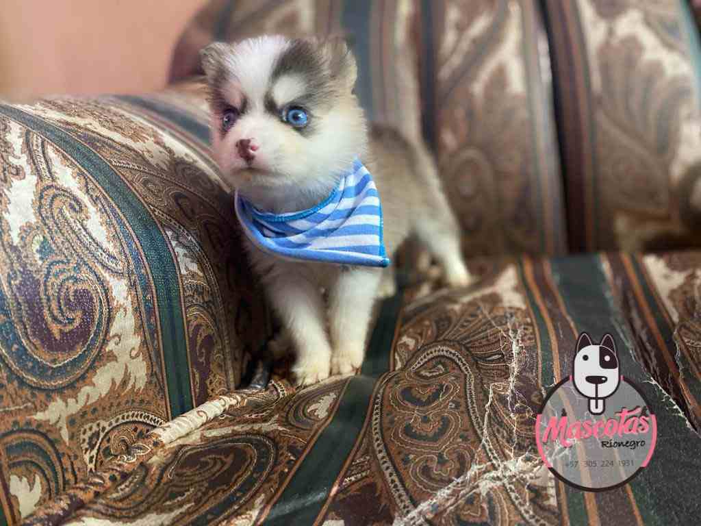 Criadero de Perros Pomsky Venta de Cachorros